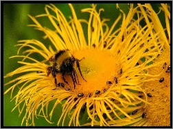 Makro, Żółty, Pszczoła, Kwiat